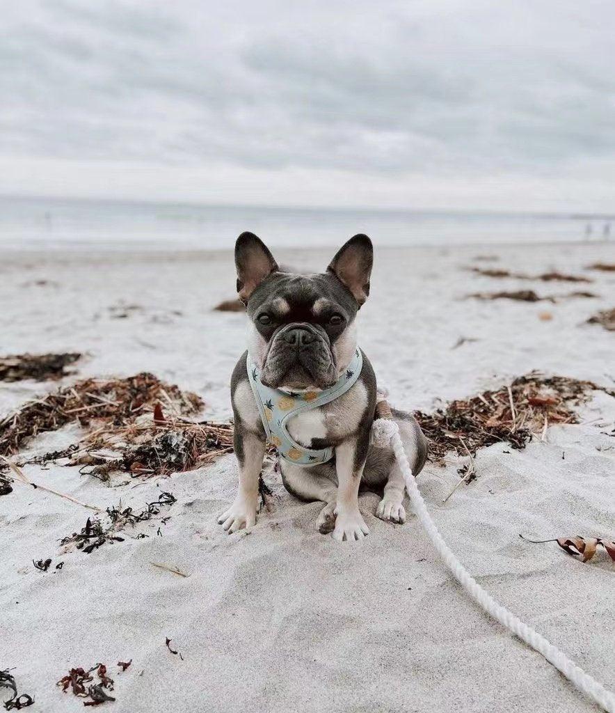 Dog Rope Leash - Mint Green