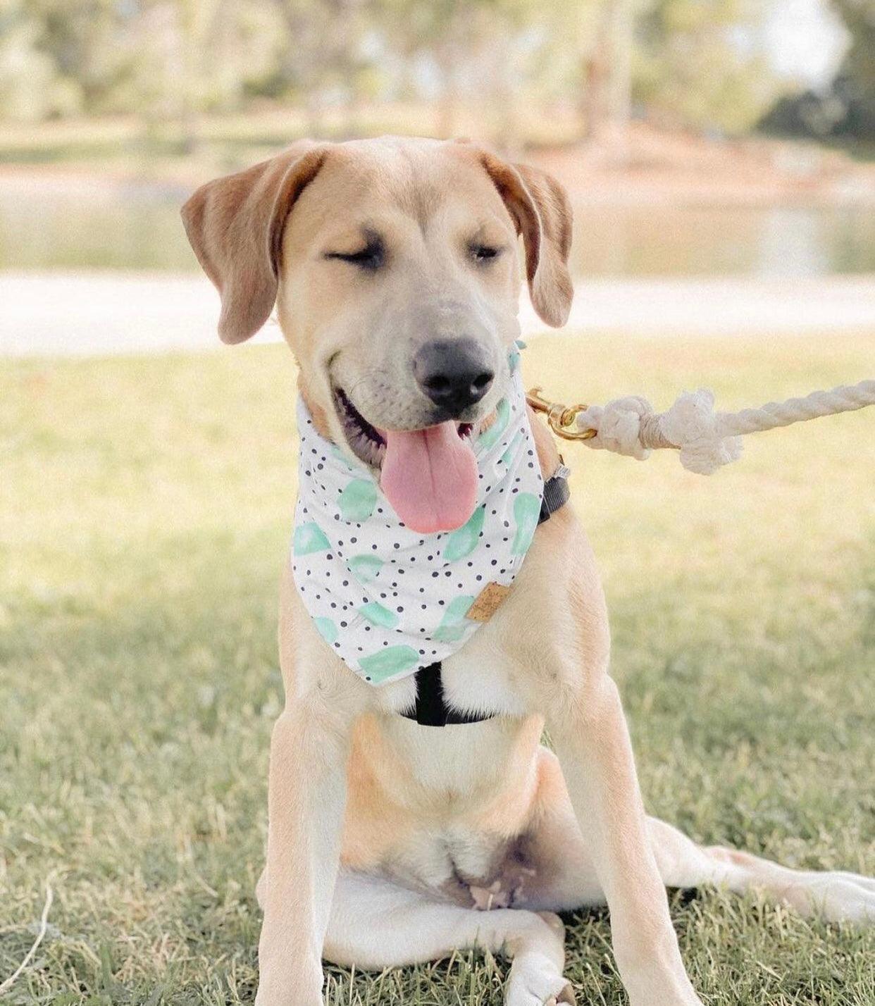 ROPE LEASH - NATURAL