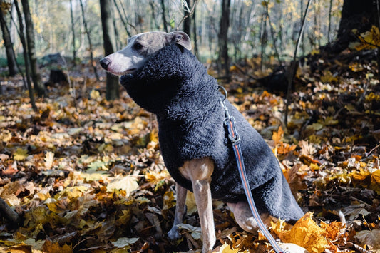 Woolen Dog Vest - Charcoal
