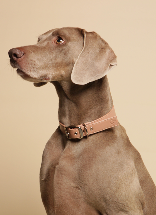 Blush pink vegan apple leather dog collar